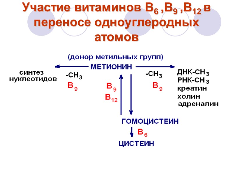 Участие витаминов В6 ,В9 ,В12 в переносе одноуглеродных атомов